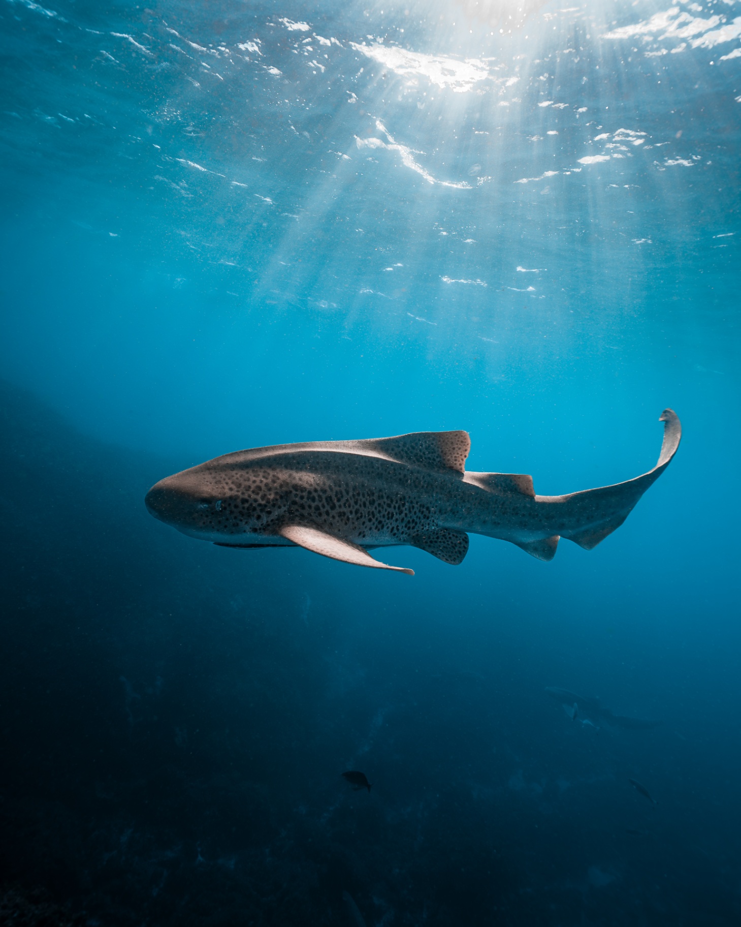Marine Wildlife — frame 29