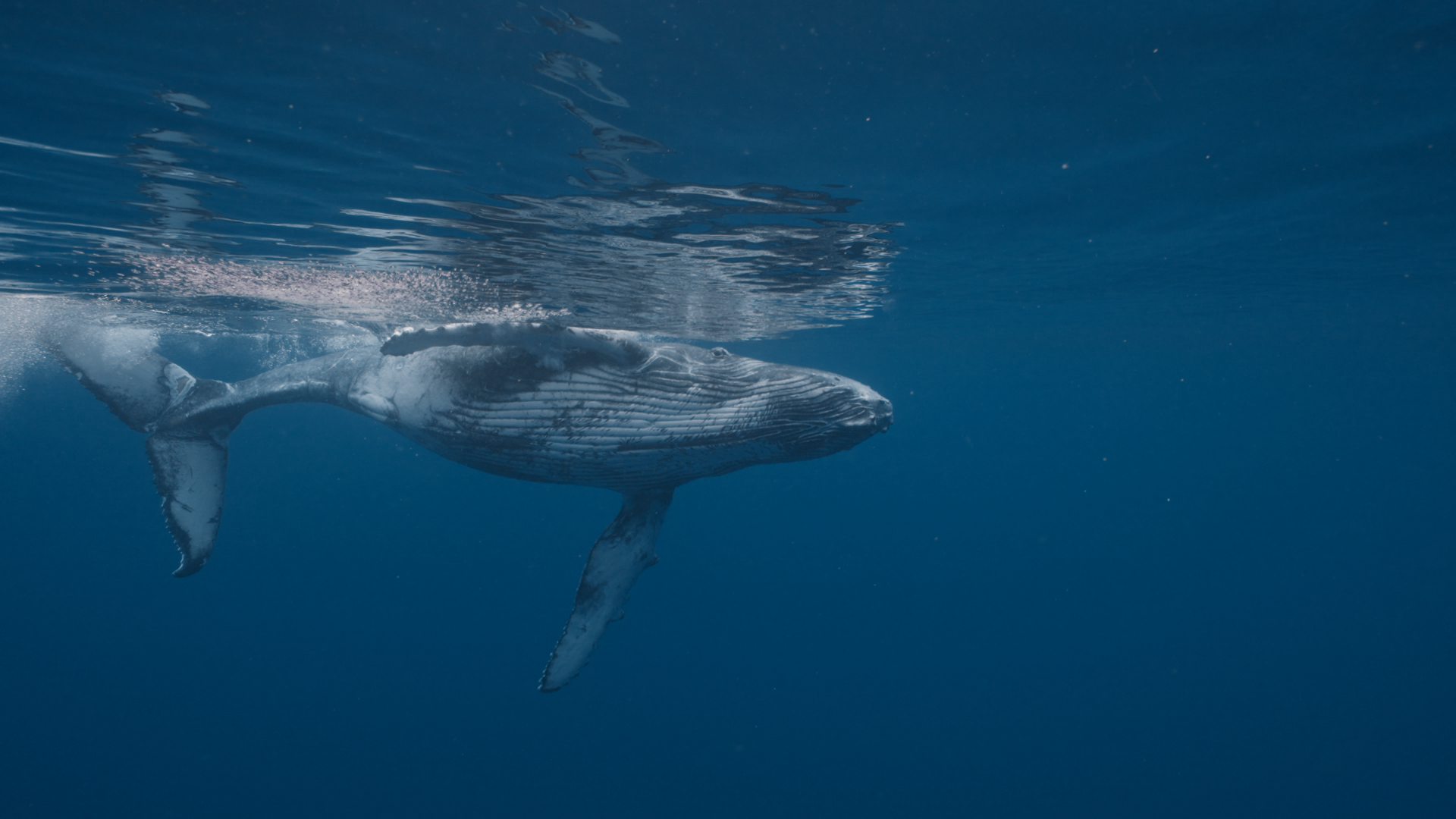 Selected Underwater Work — still 2