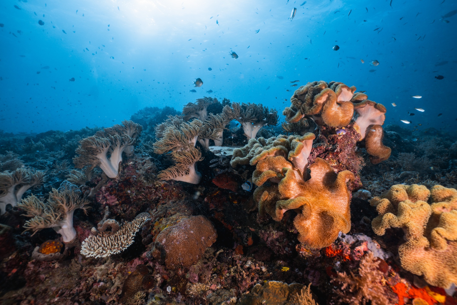 Reefs of Hope — frame 8