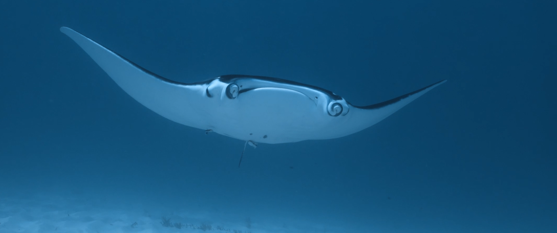 Searching for Rays — still 11