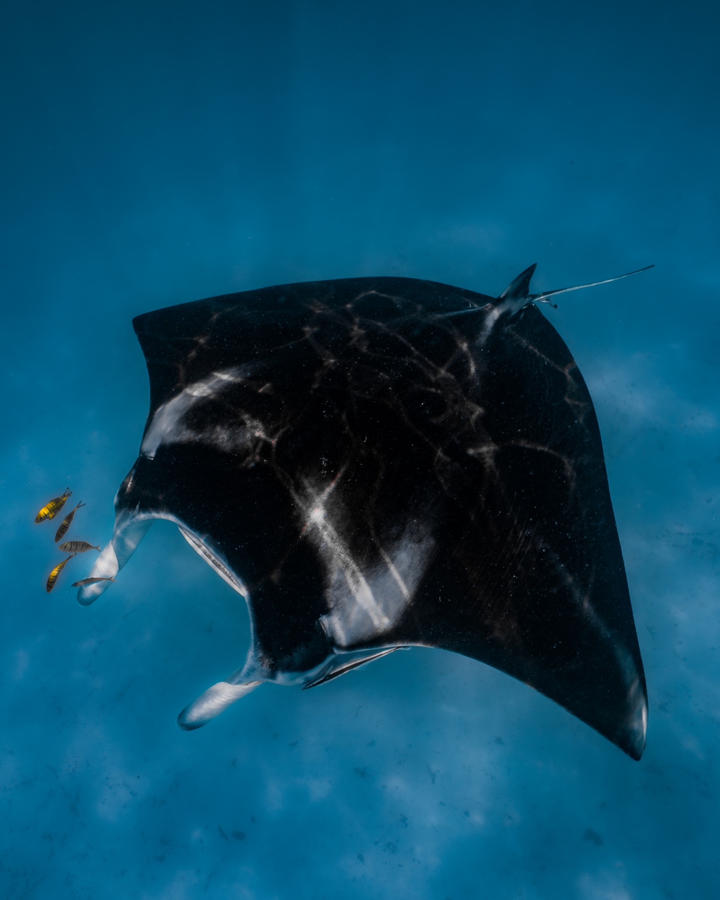 Marine Wildlife — frame 3