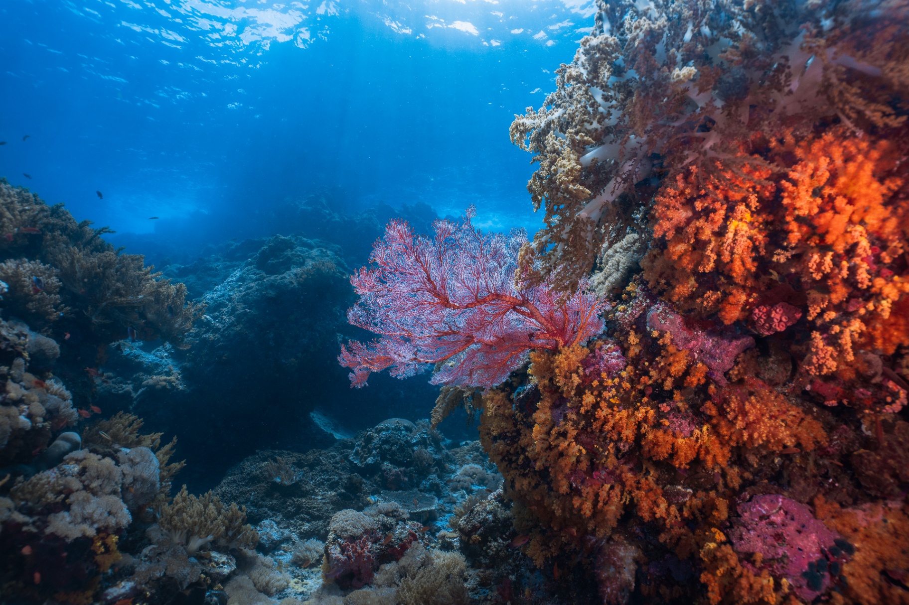 Reefs of Hope — frame 10