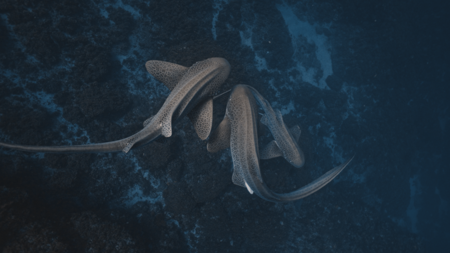 Selected Underwater Work — still 6