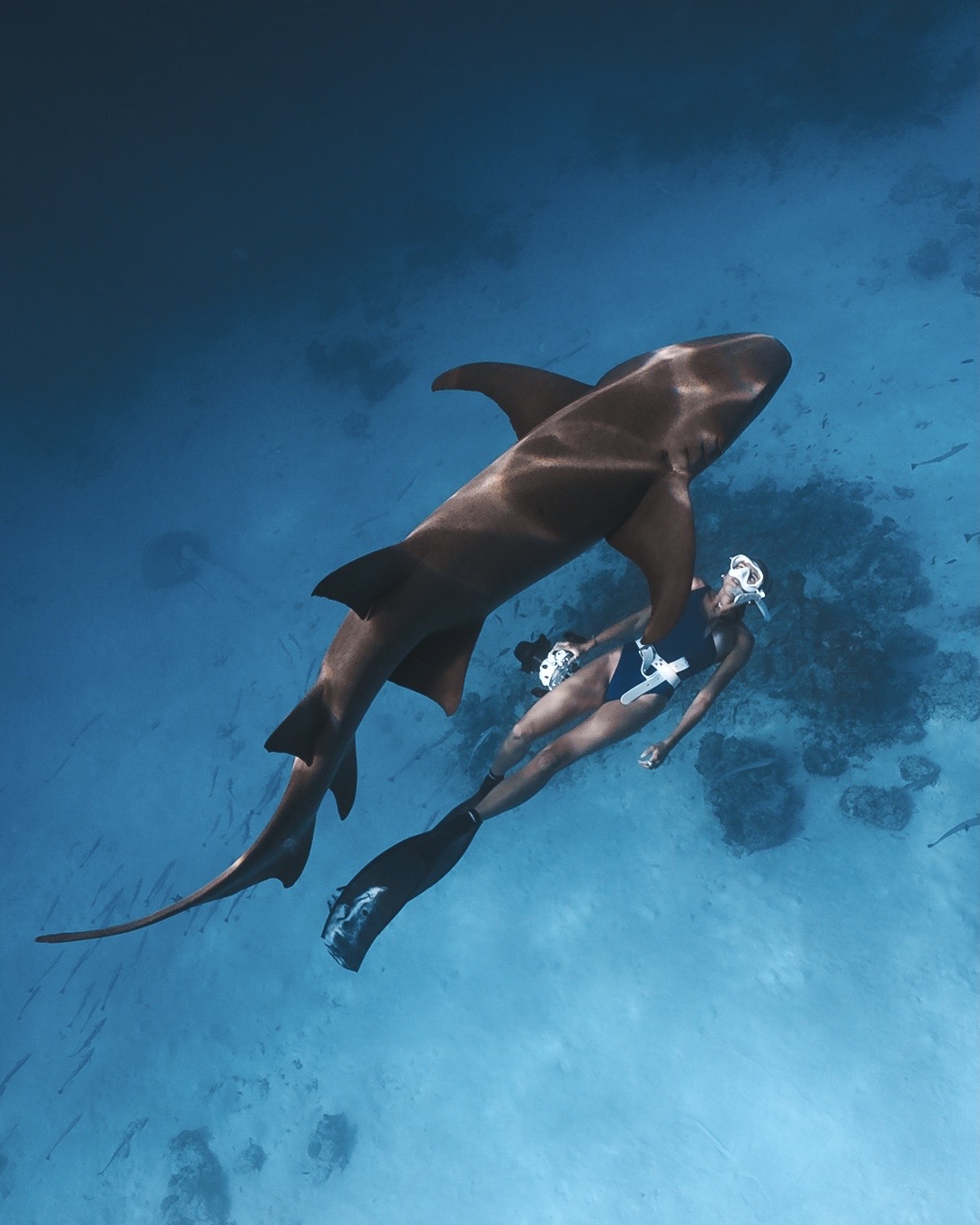 Swimming alongside a tawny nurse shark