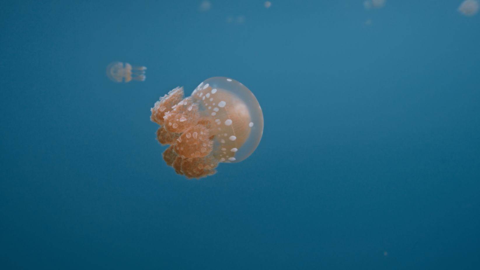 Selected Underwater Work — still 7