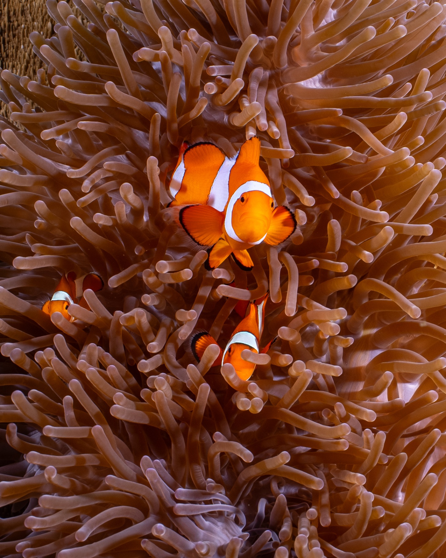 Reefs of Hope — frame 3