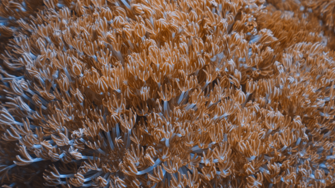Selected Underwater Work — still 11
