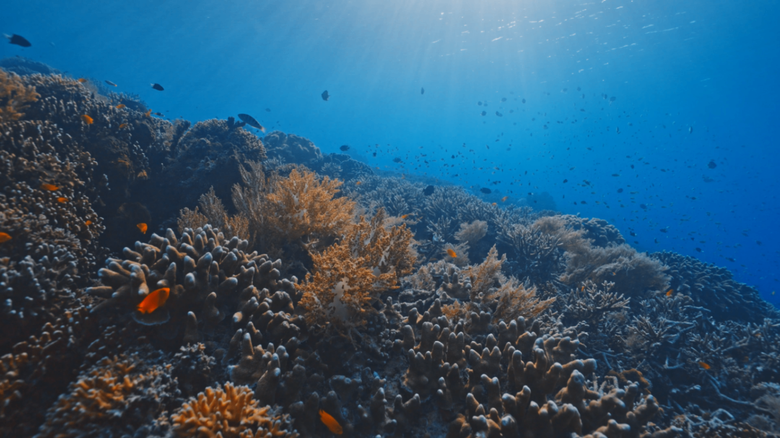 Selected Underwater Work — still 3