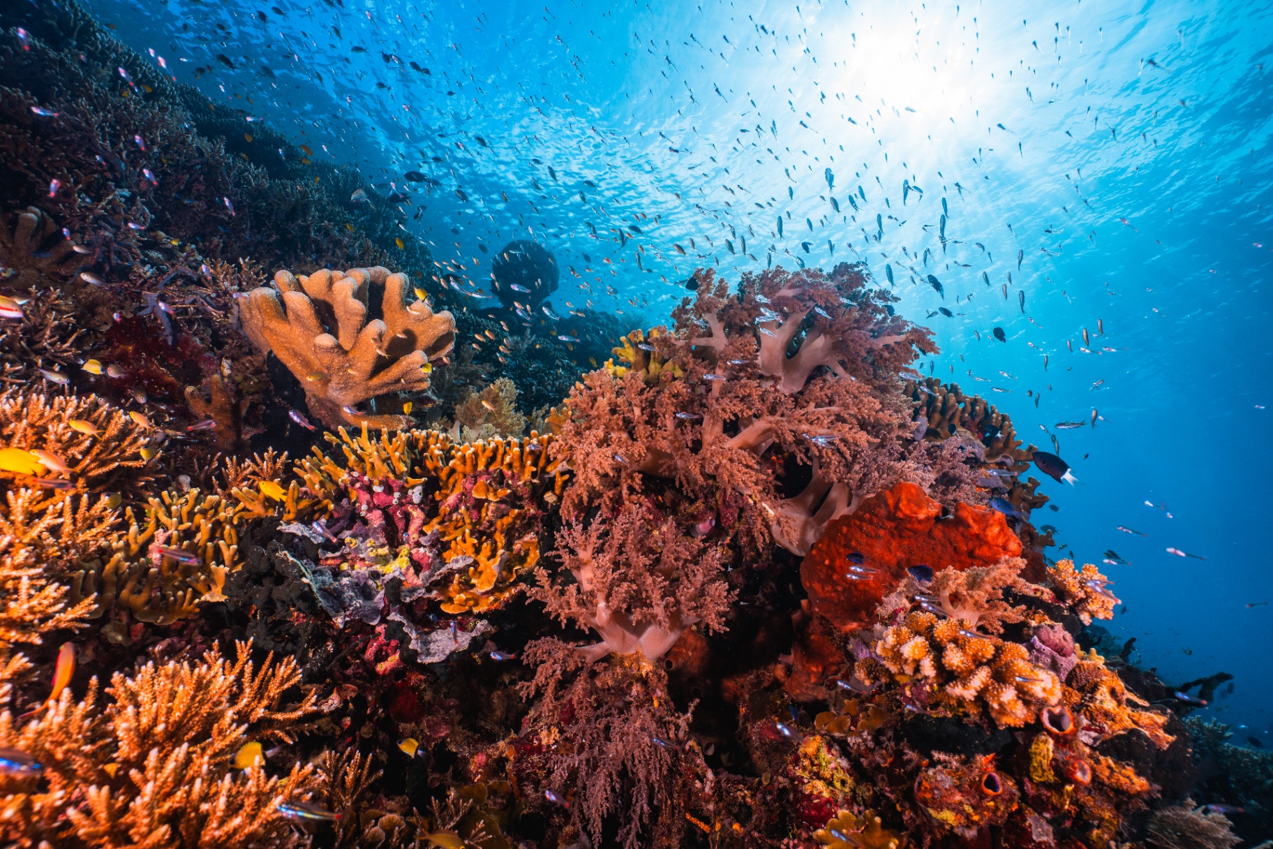 Reefs of Hope — frame 12