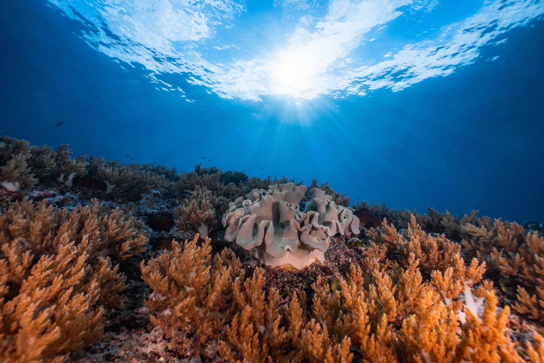 Reefs of Hope — frame 14