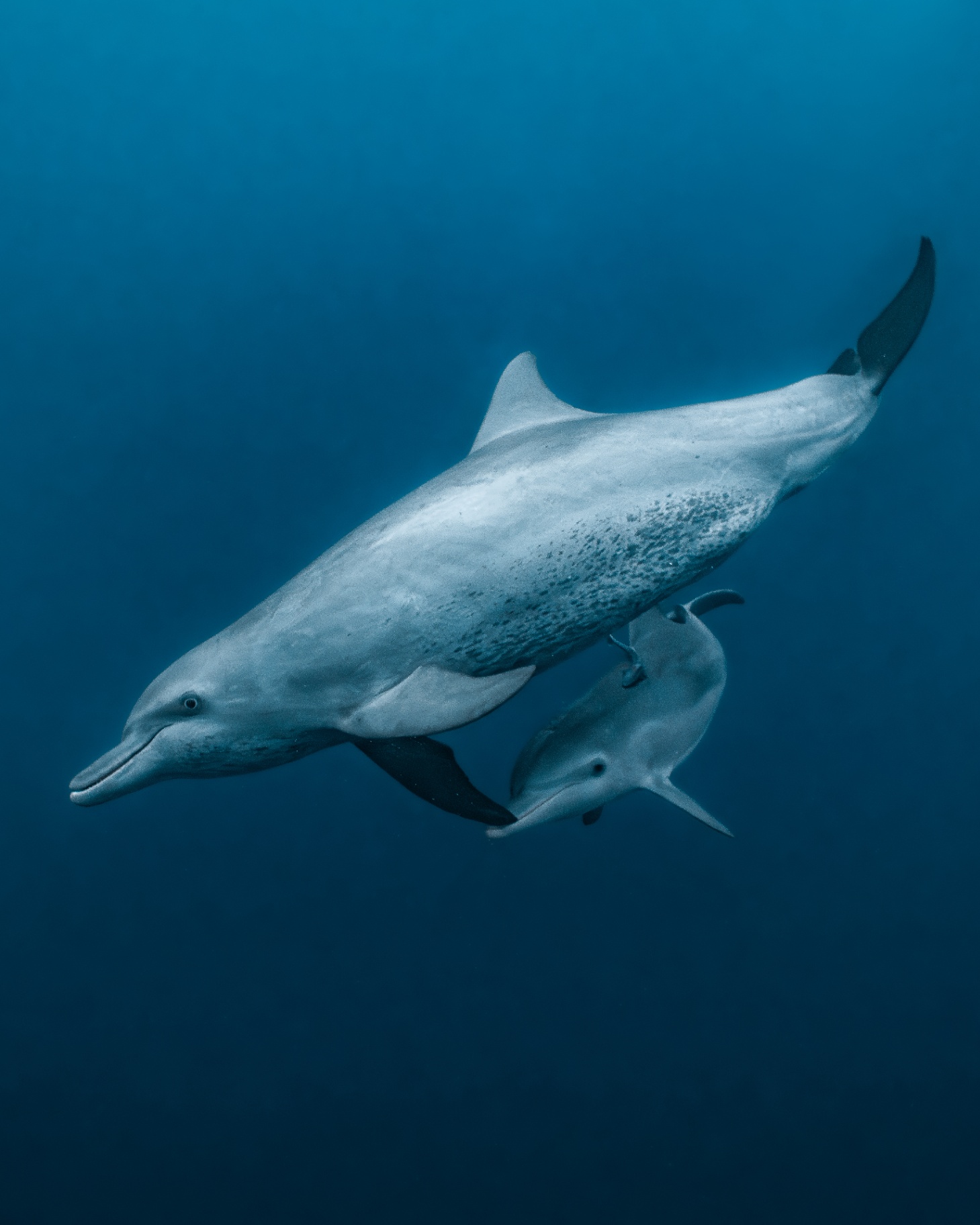 Marine Wildlife — frame 7