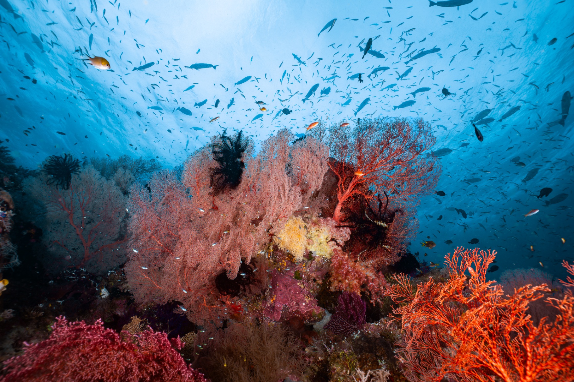 Reefs of Hope — frame 6