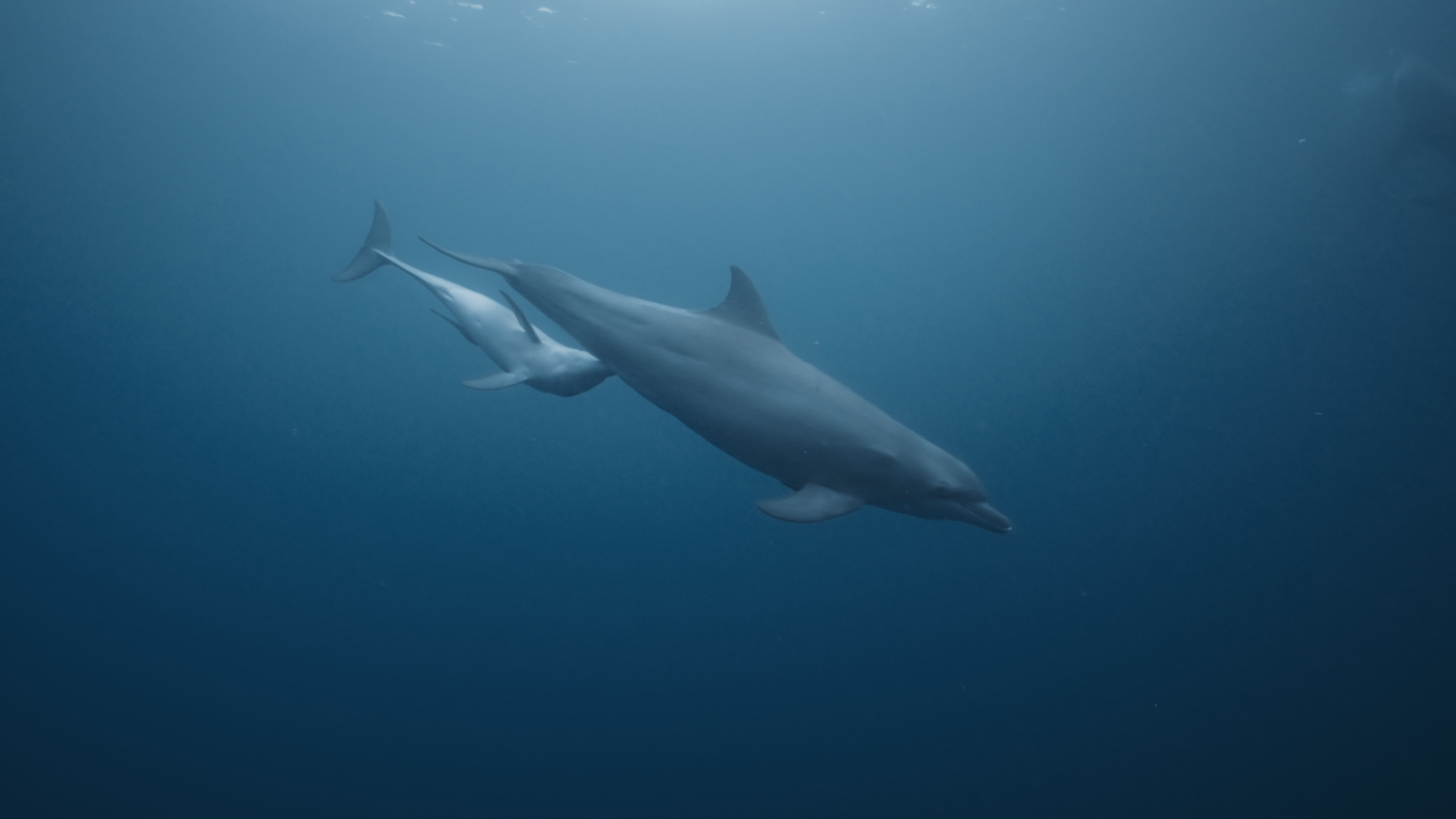 Selected Underwater Work — still 5