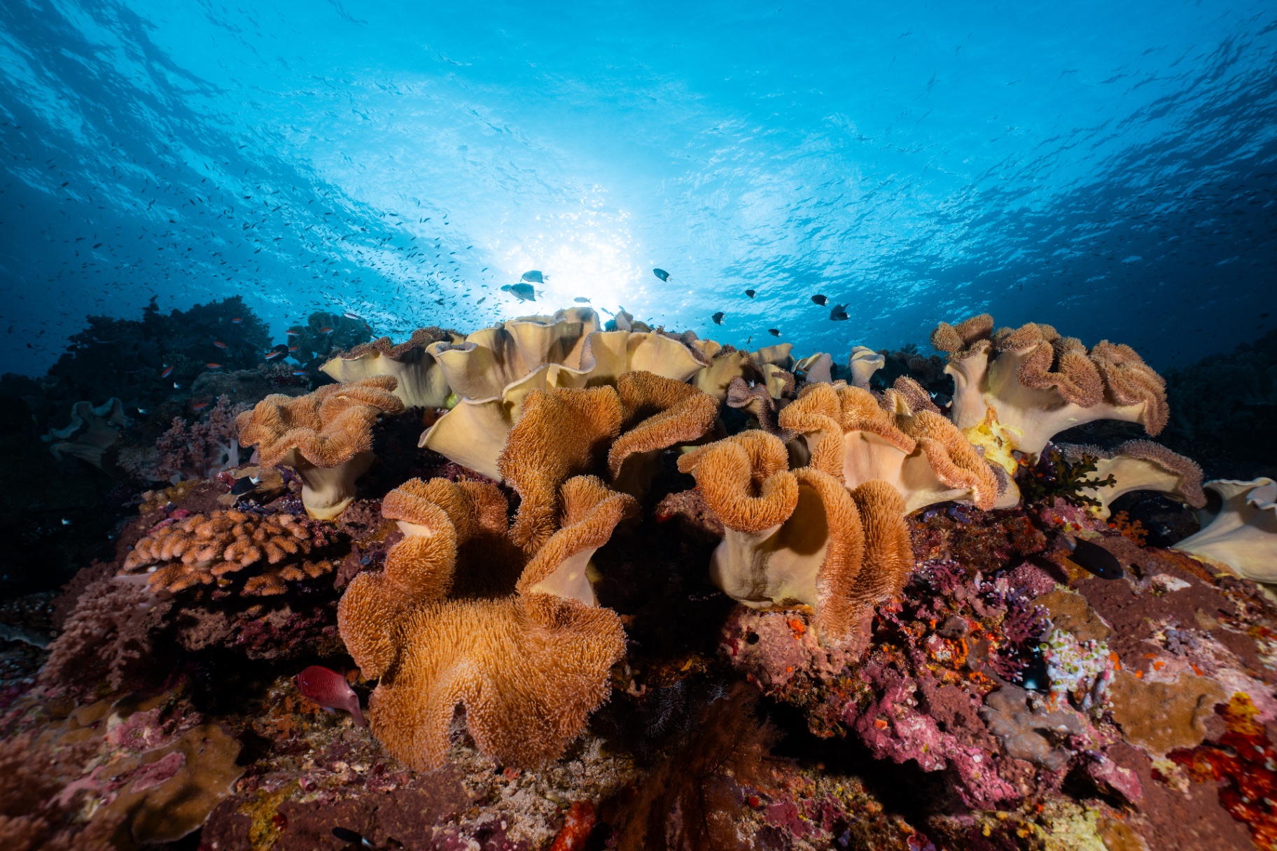 Reefs of Hope — frame 7