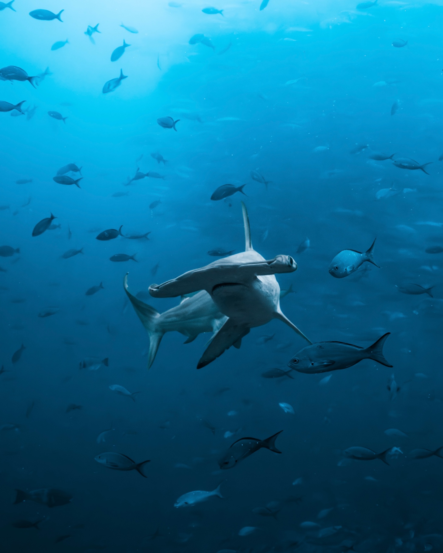 Marine Wildlife — frame 21