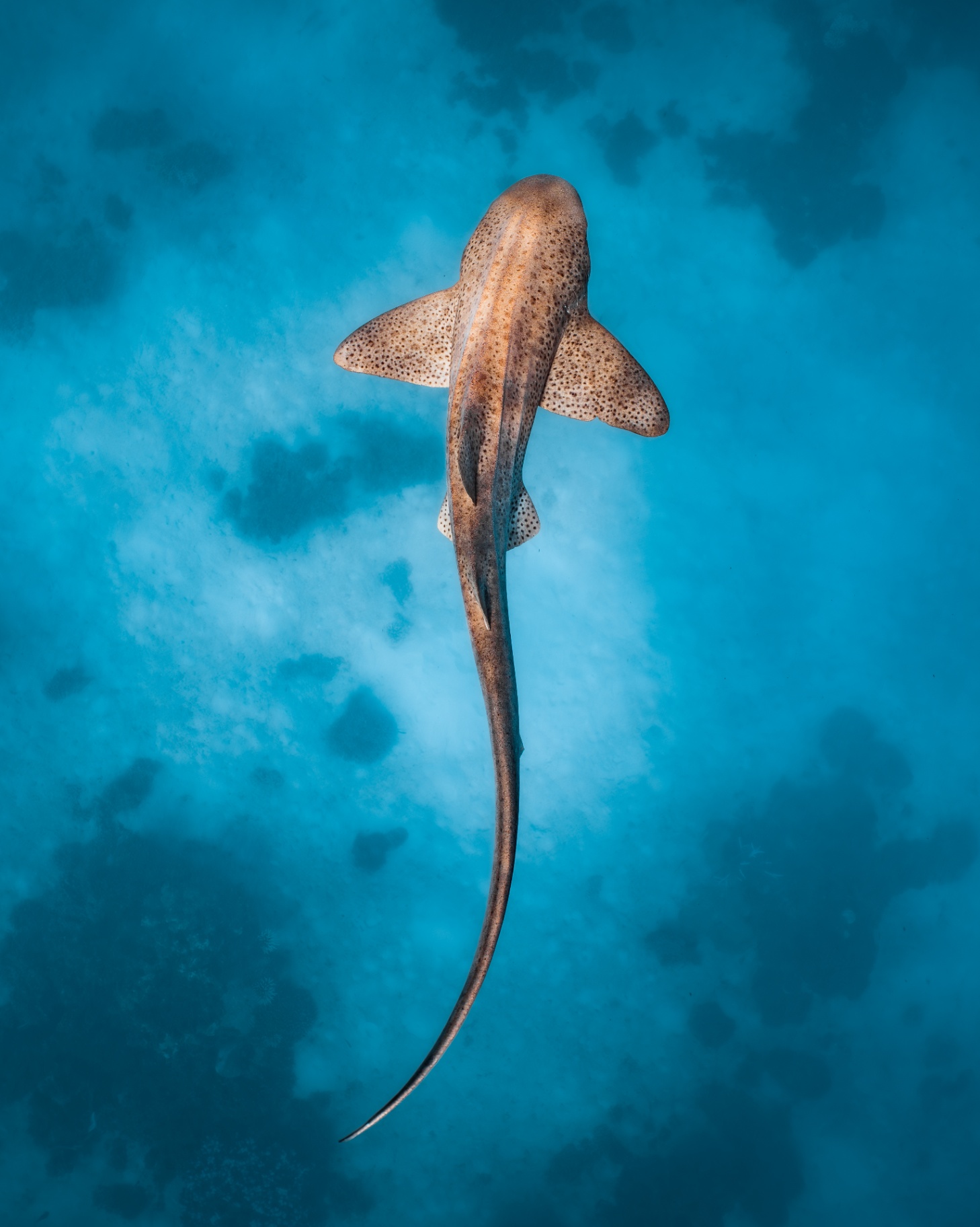 Marine Wildlife — frame 18