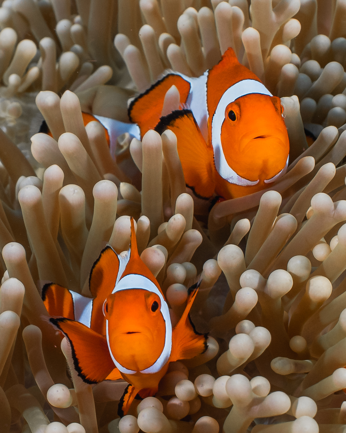 Reefs of Hope — frame 11
