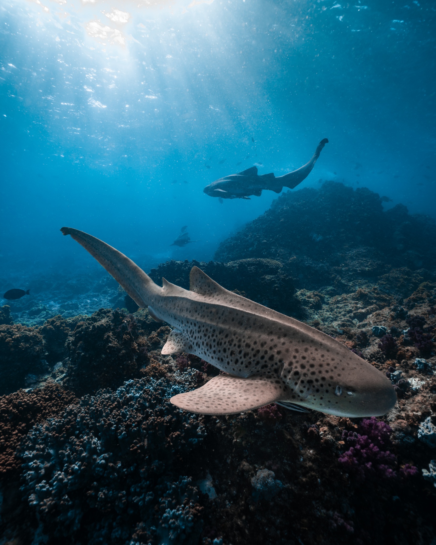 Marine Wildlife — frame 12