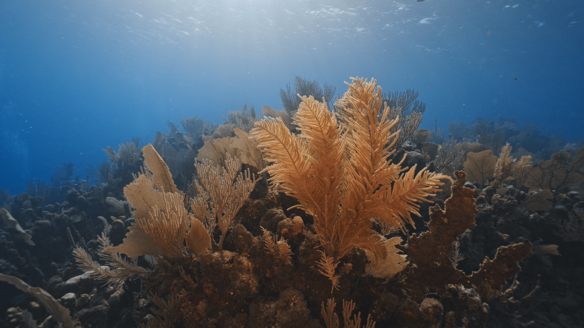 Selected Underwater Work — still 9