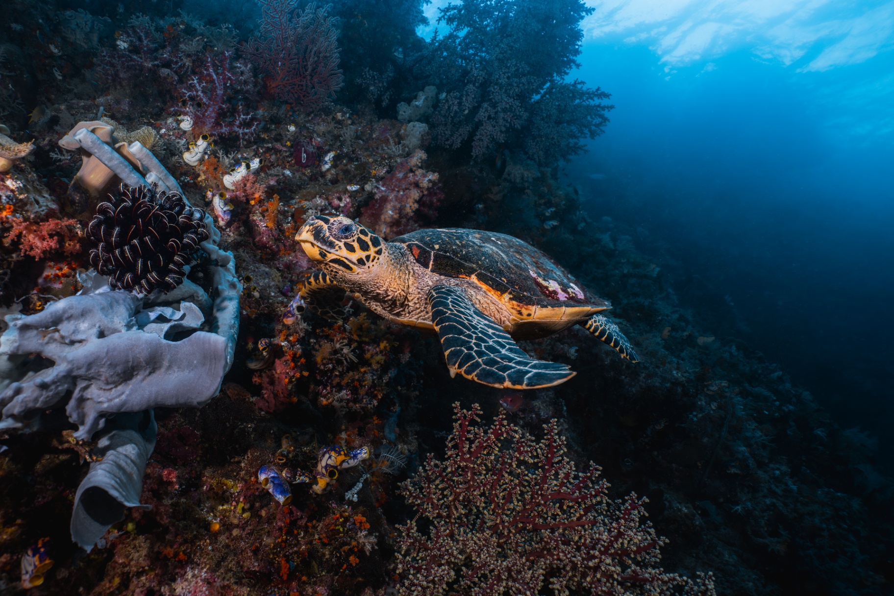 Reefs of Hope — frame 15