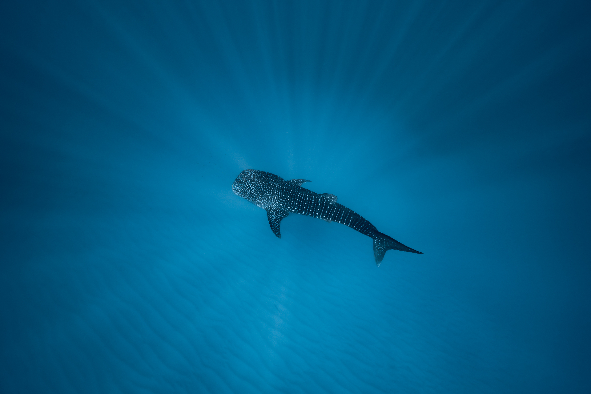 Marine Wildlife — frame 5
