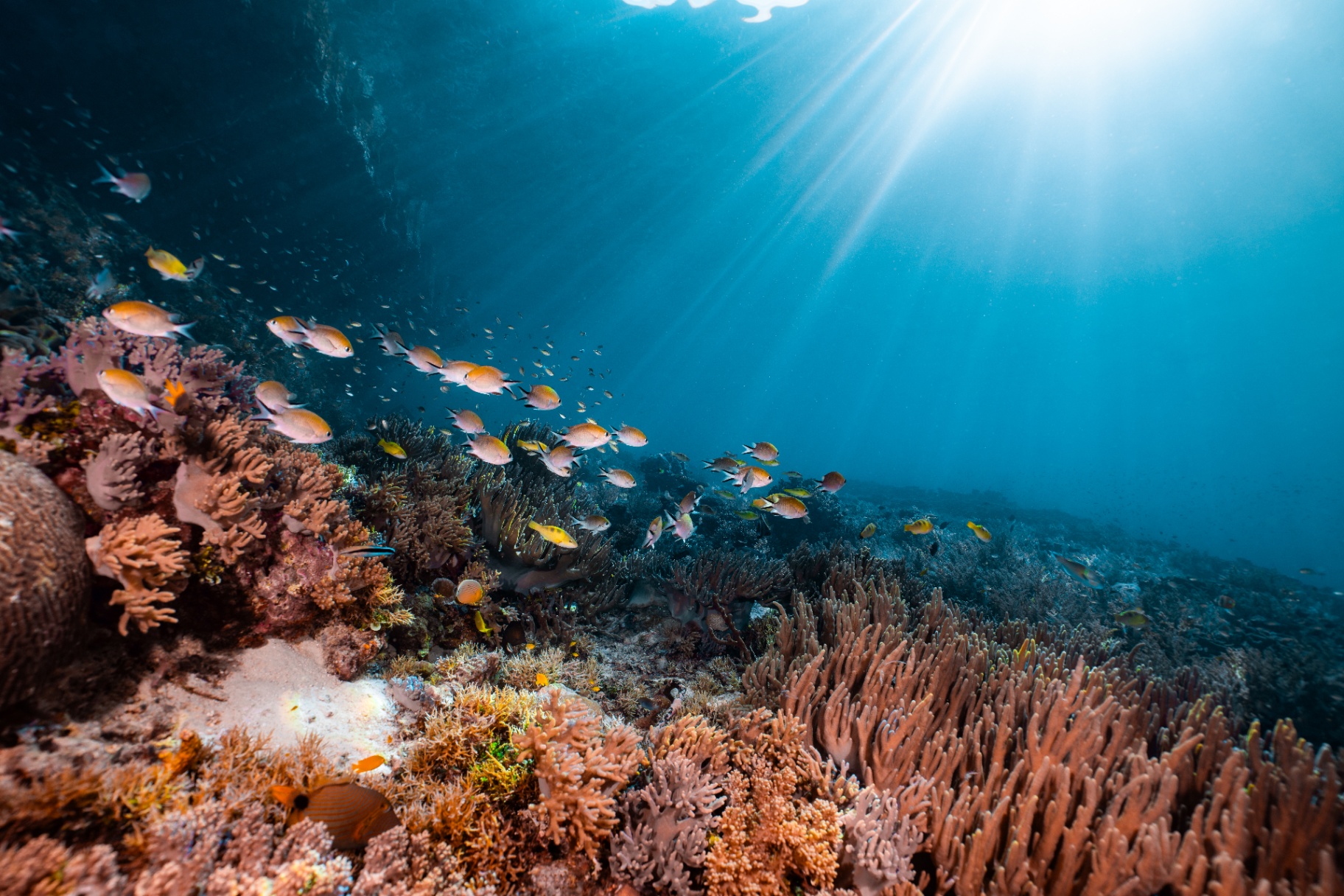 Reefs of Hope — frame 2