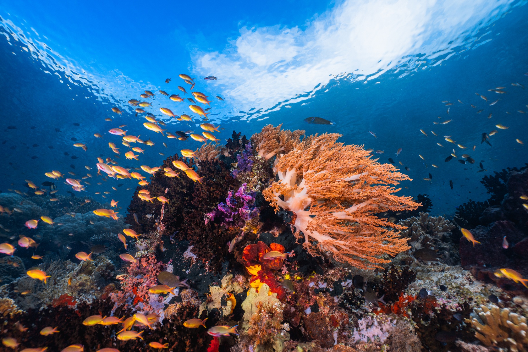 Reefs of Hope — frame 13