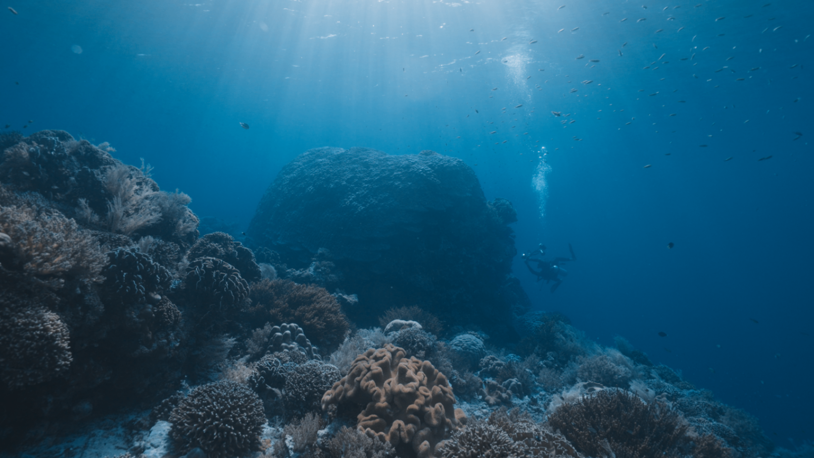 Selected Underwater Work — still 4