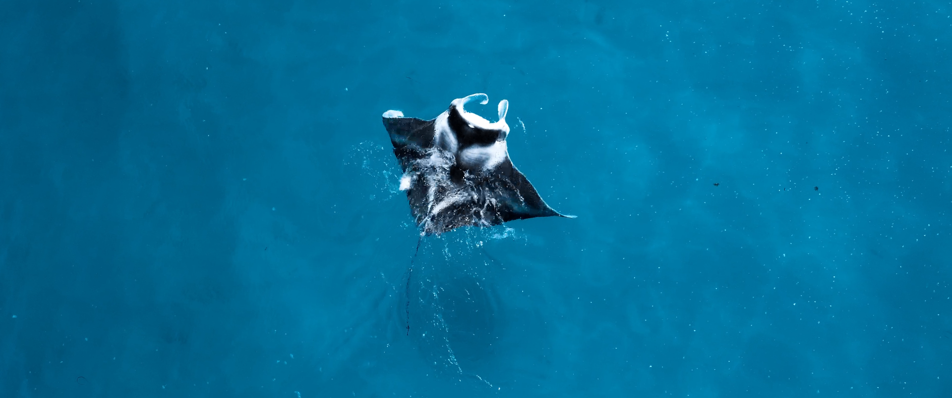 Searching for Rays — still 4