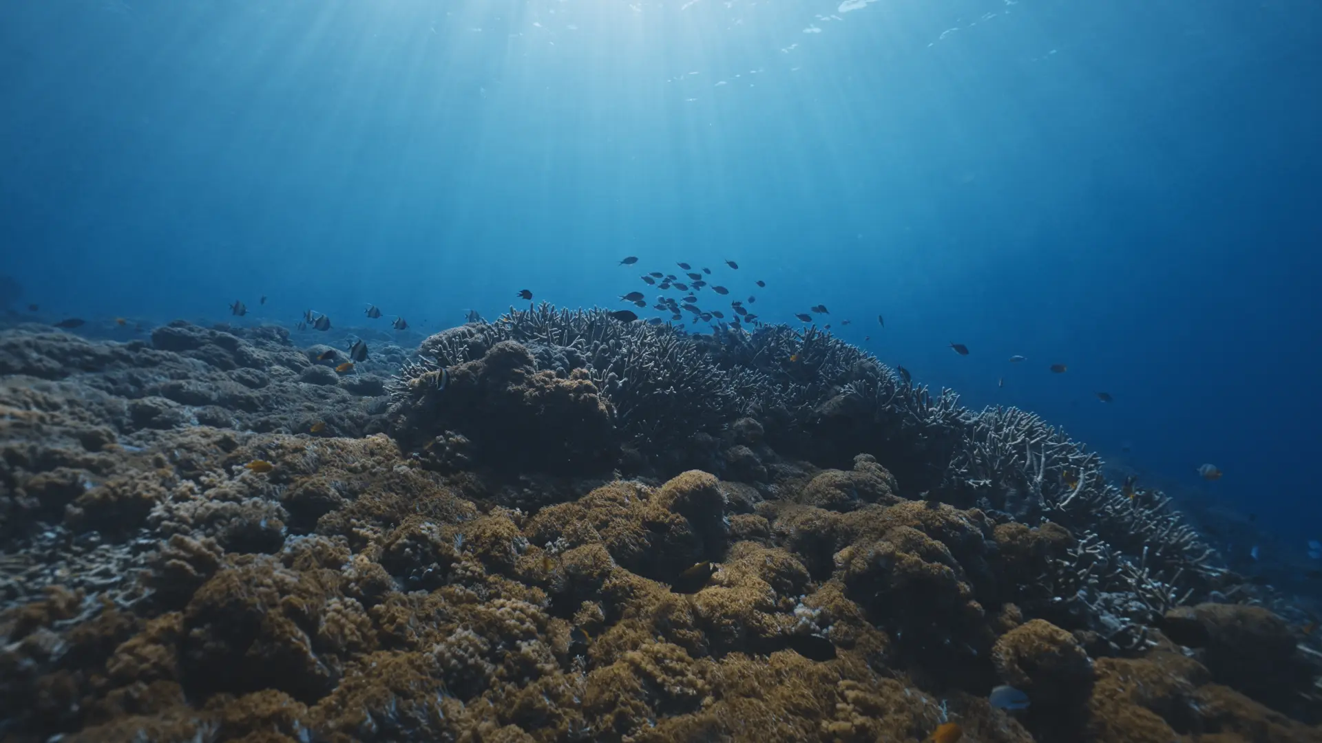 Borrowed Air — still 6