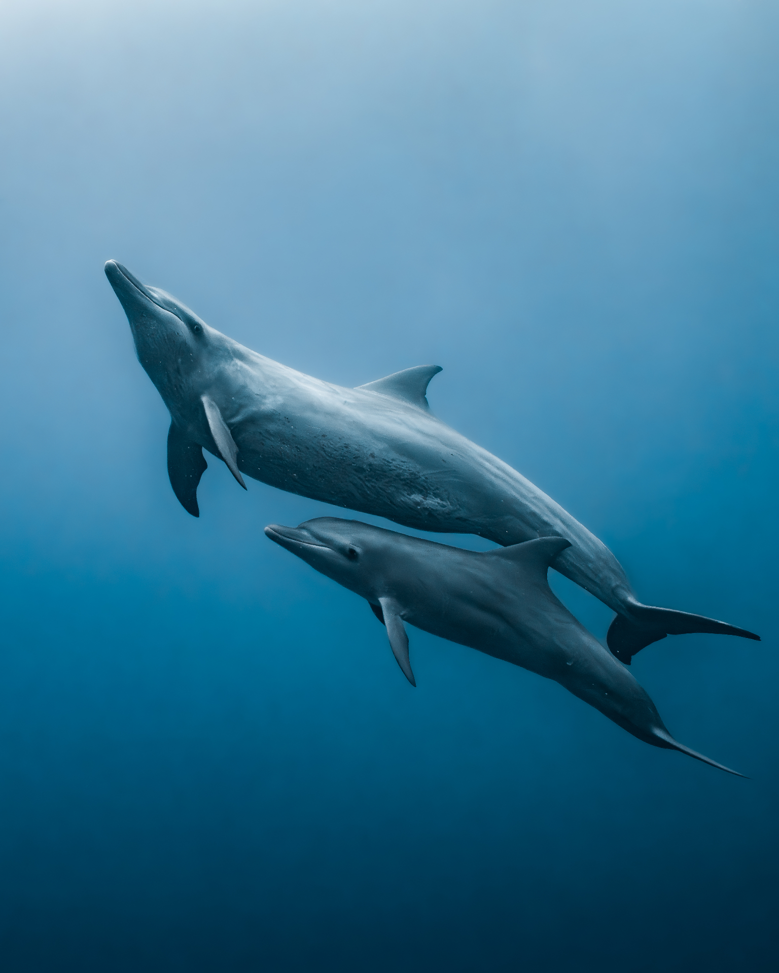Two dolphins swimming in deep blue water