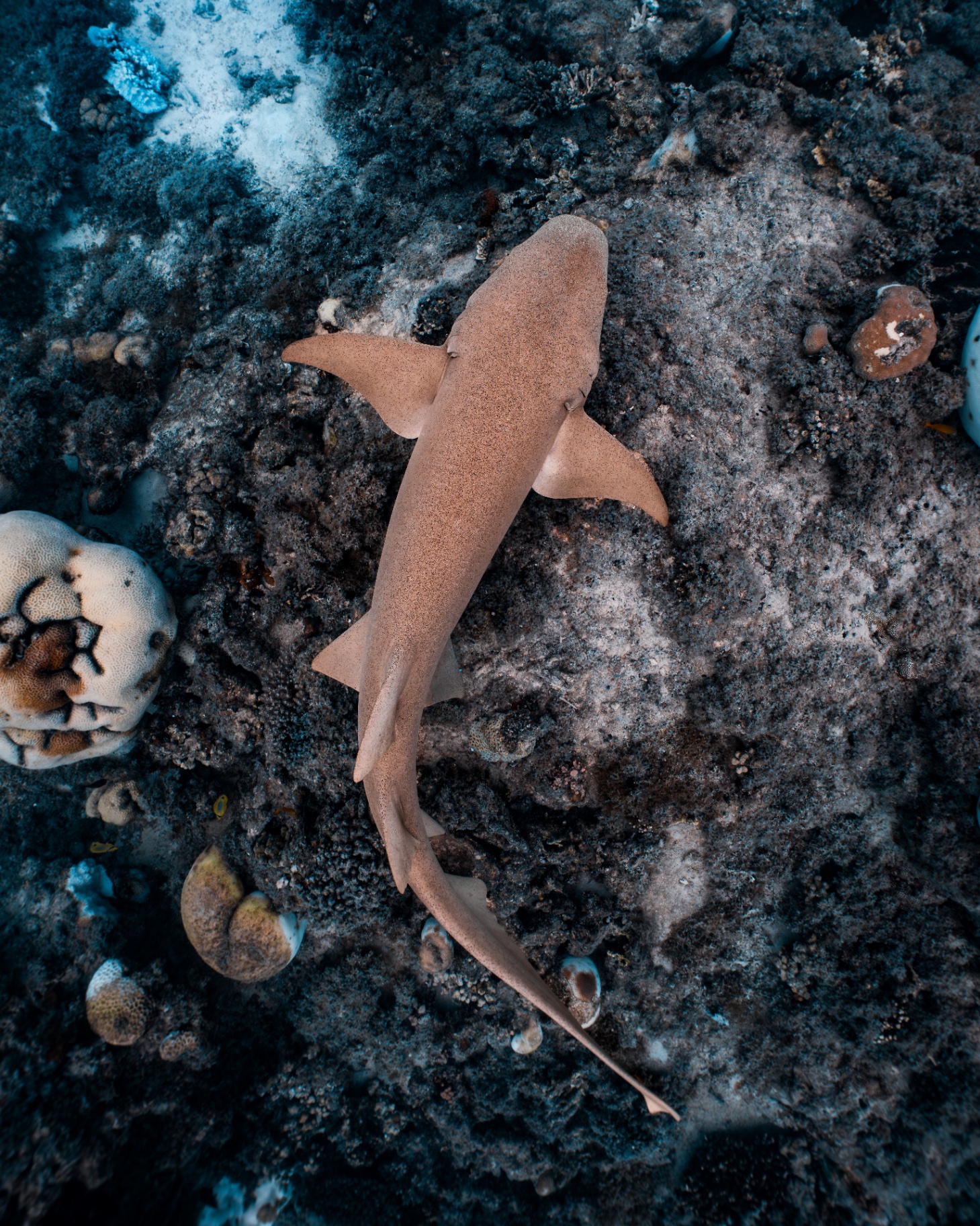 Marine Wildlife — frame 26