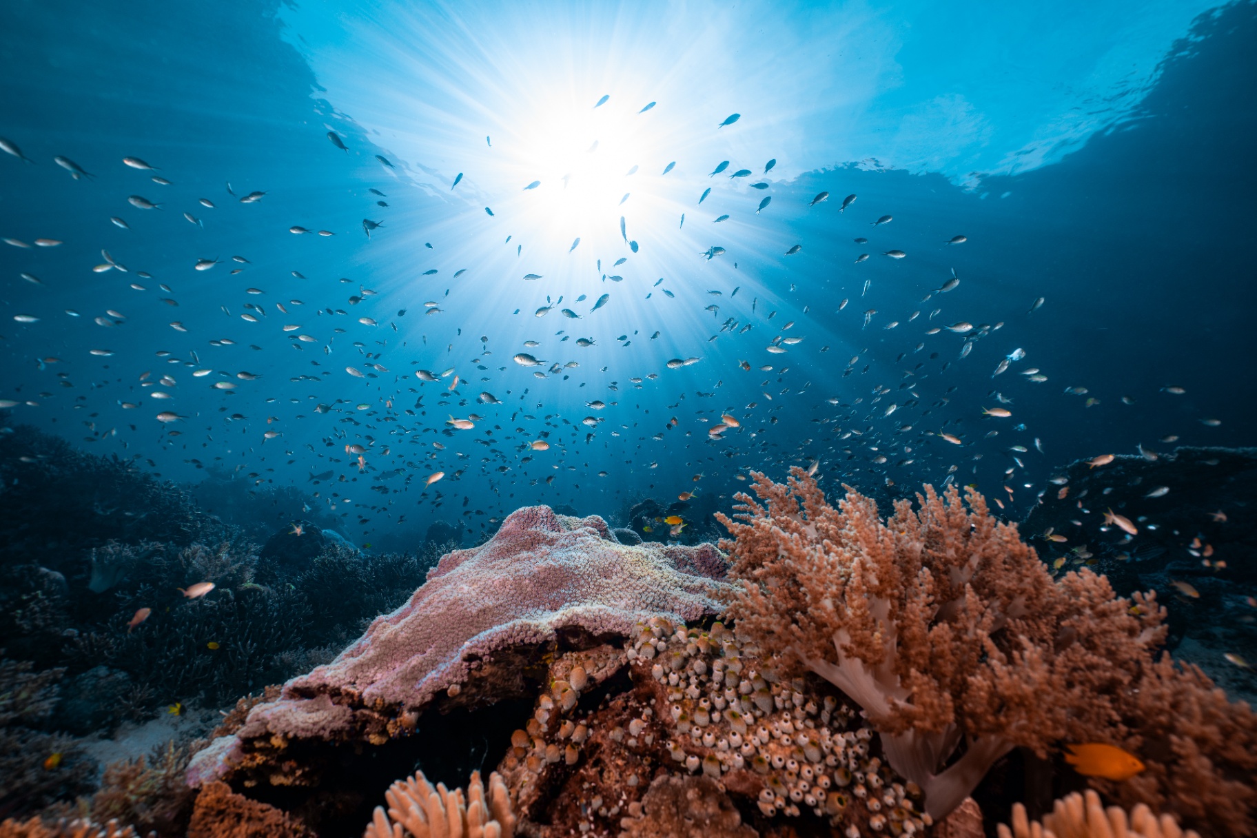 Reefs of Hope — frame 4