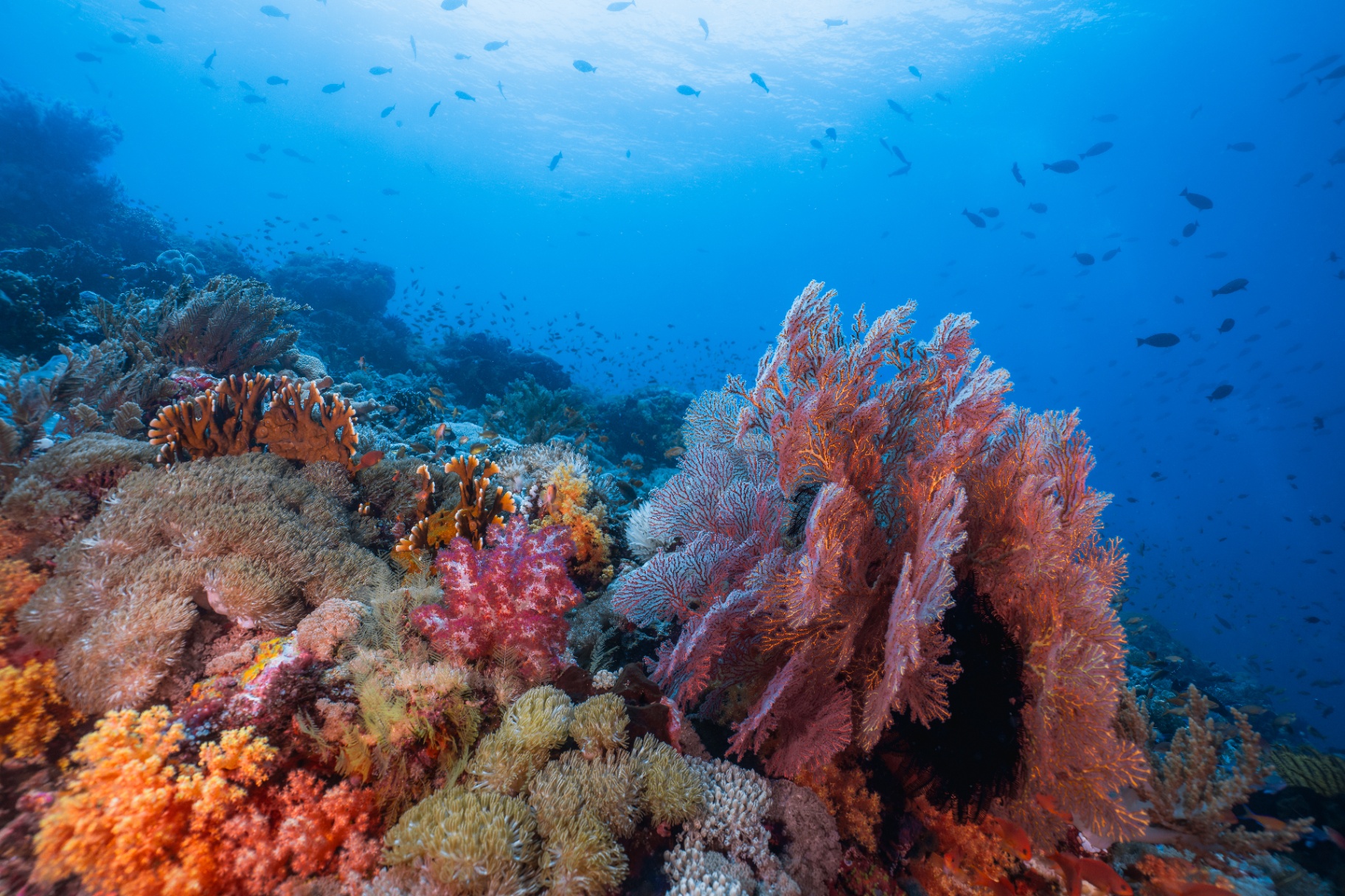 Reefs of Hope — frame 9