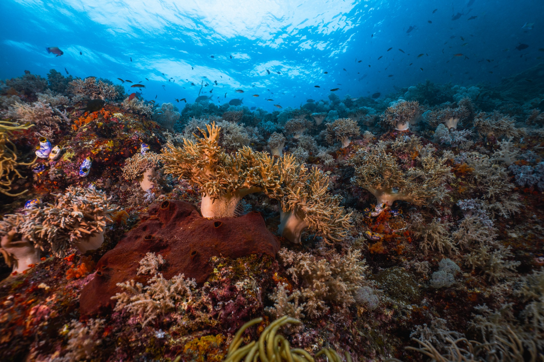 Reefs of Hope — frame 16