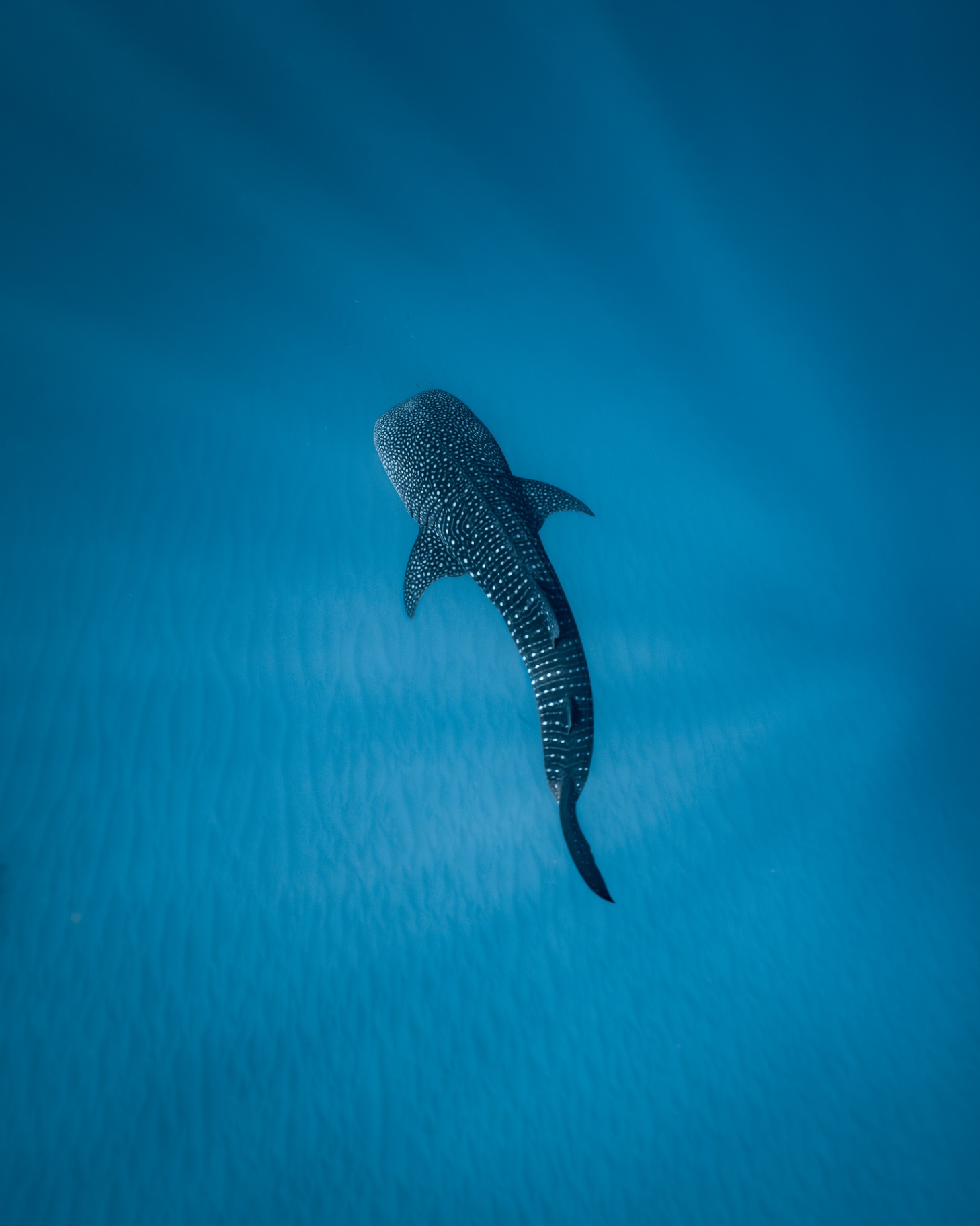 Marine Wildlife — frame 15