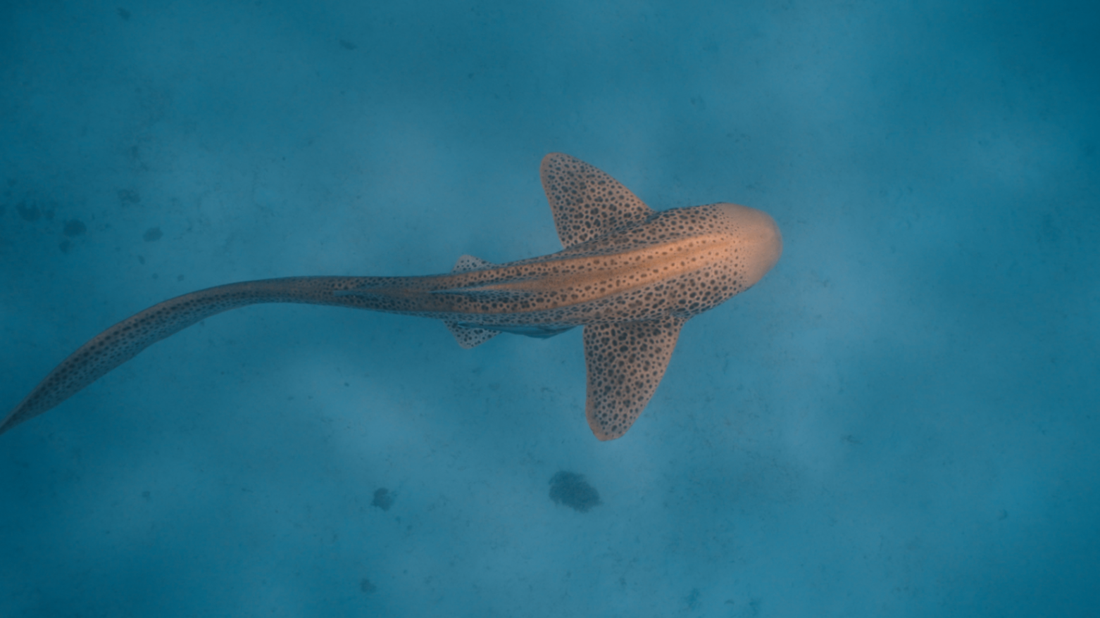 Selected Underwater Work — still 10