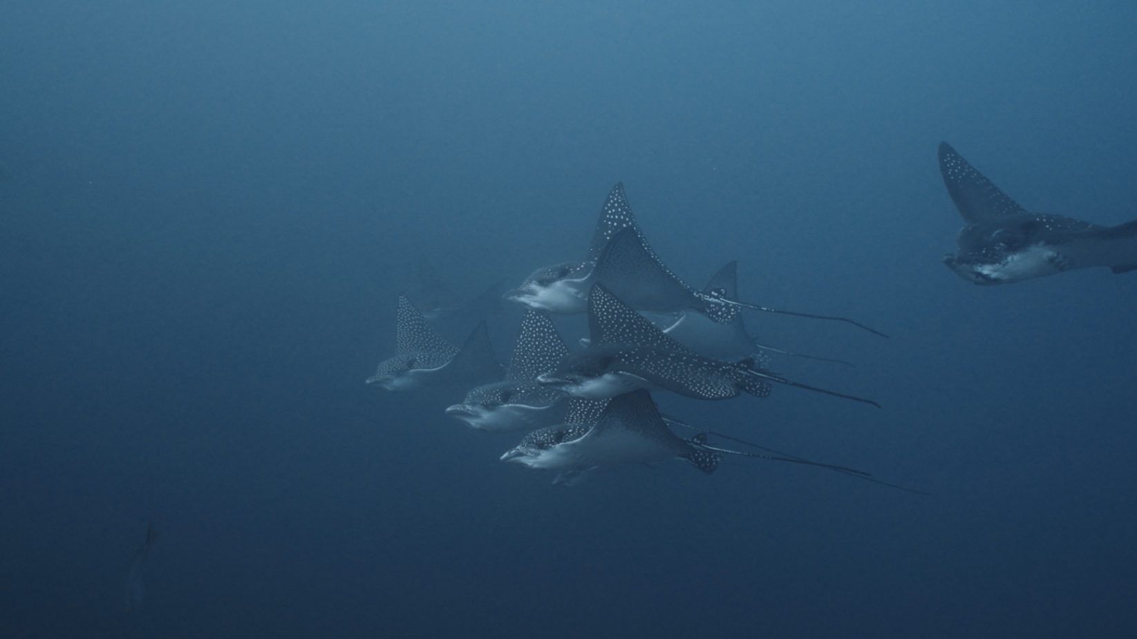 Selected Underwater Work — still 8