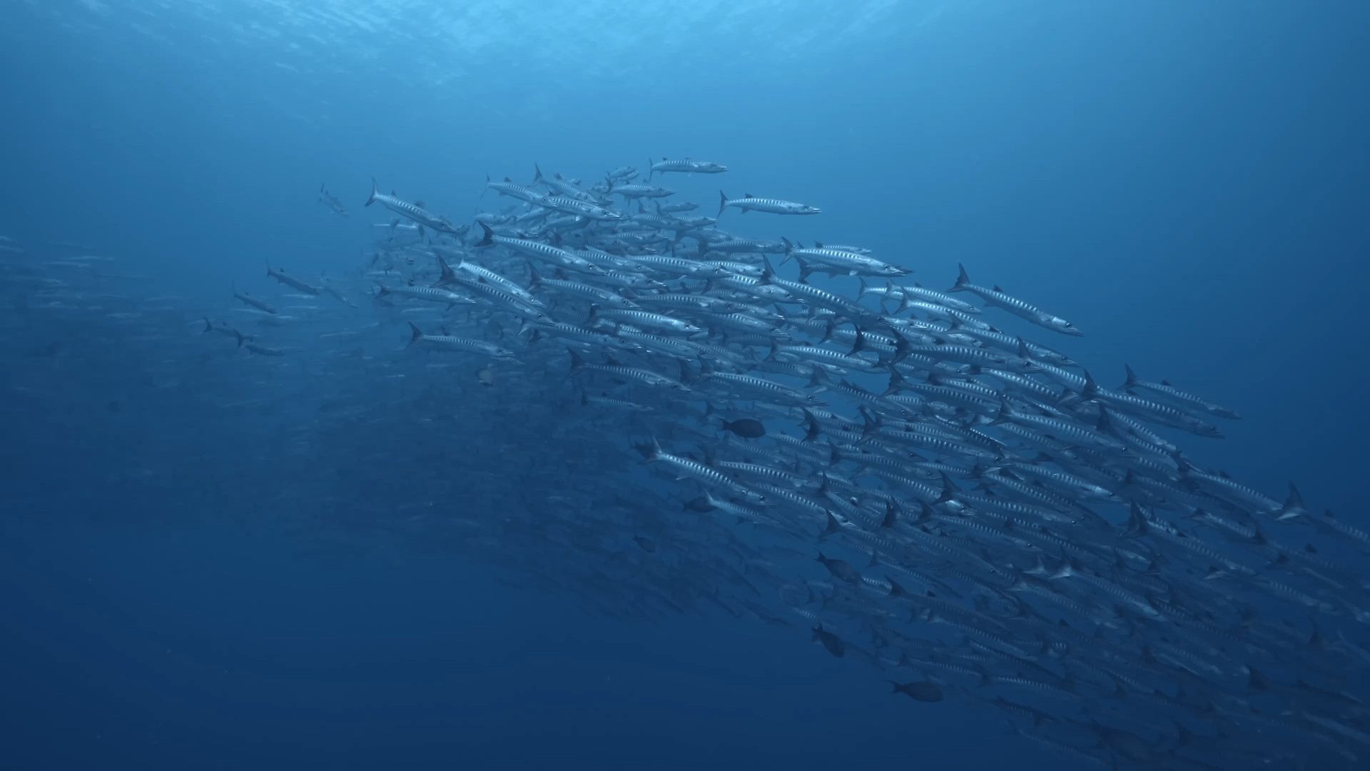 Selected Underwater Work — still 1
